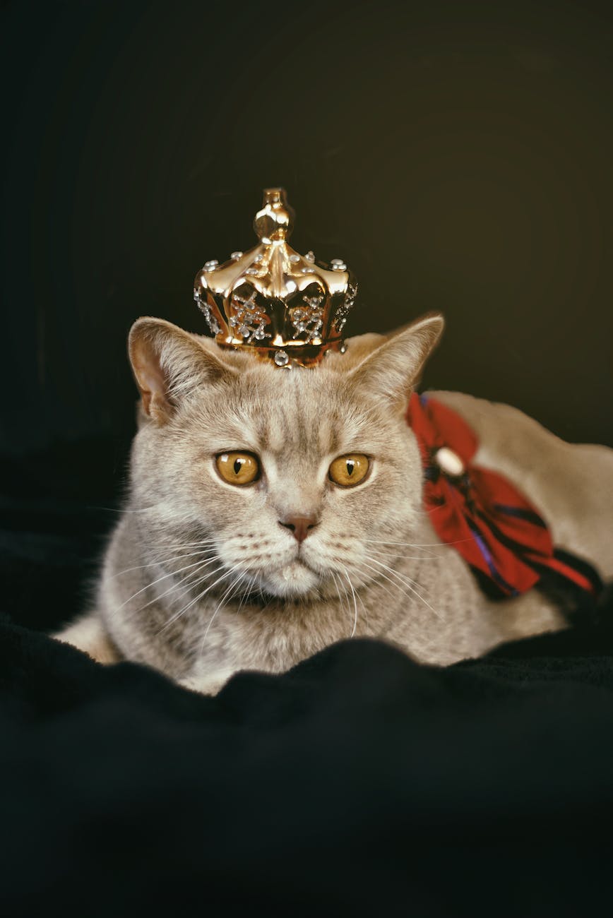 Cats Rule!!!